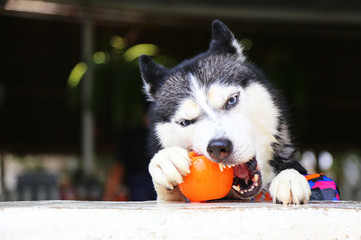 Siberian husky bite ball. Dog play with toy. © Wasitt