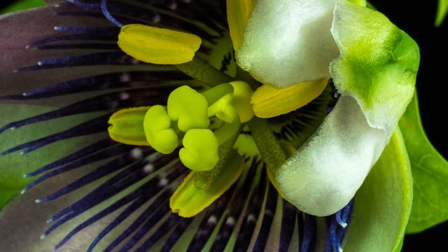 Blooming passionflower flower buds ALPHA matte, Full HD. Passiflora caerulea Time Lapse, macro