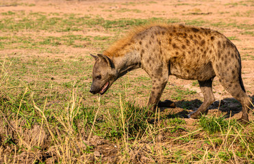 Obraz premium Spotted hyena contemplating entering a pool of water to cool off from the summer’s heat