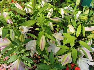 Obraz premium The background image of the colorful flowers in the garden...