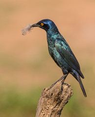 Cape Glossy Starling perched on a dry tree stump holding a feather in its beak  