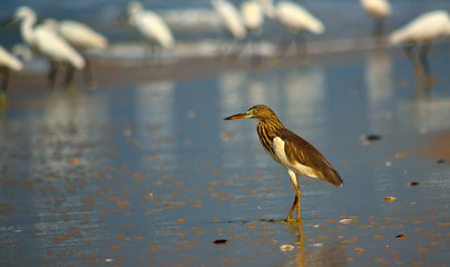 Indian Pond Heron at Suratkal Beach
