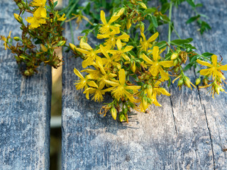 Yellow St. John's wort flowers on a wooden background. Medicinal herb. Folk medicine. Freshly...