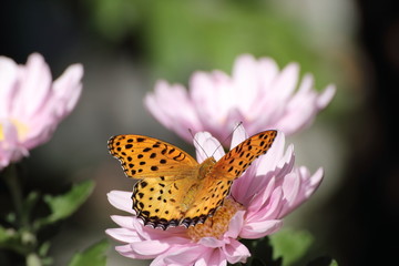 Flower and insect in the garden in Japan