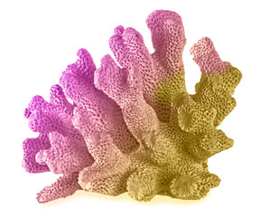 Coral isolated on white background © Dmitry