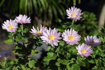 Flower in the garden in Japan