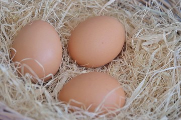 A group of raw eggs on brown dried hay in a basket 