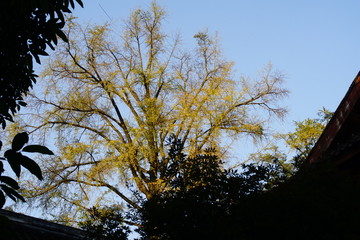 Beautiful autumn gingko leaves.