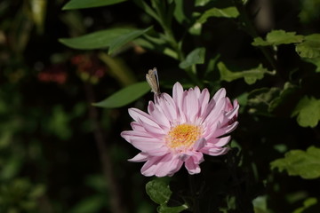 Flower and insect in the garden in Japan