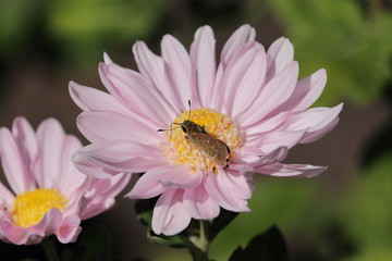 Obraz premium Flower and insect in the garden in Japan