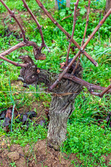 St. Emilion in Aquitaine, France. Enchanting medieval village famous for its fine wines, View of a typical hillside vineyard and of a wine estate, along the Bordeaux wine route.