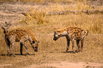 Naklejka na ściany i meble Two Spotted Hyena sniffing the ground with interest as they move through the savanna