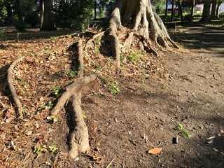Be surprised by the roots of the trees that crawl the ground. Only this tree is growing strangely in the park.
