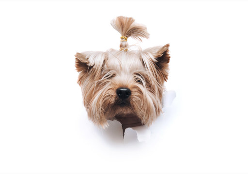 The head of old dog through a hole on a white torn paper background. Yorkshire Terrier. Horizontal studio image, copy space. Concept of spy, curiosity and snoop.