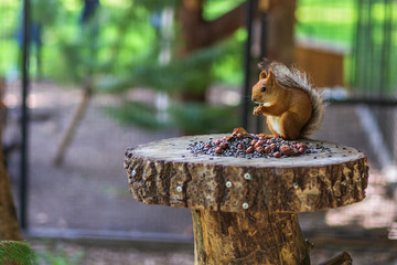 Cute red squirrel eating nuts in the zoo in aviary. Nature.