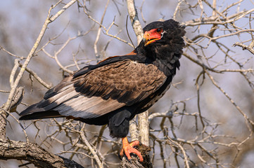 Female Bateleur looking around intermittently wile feeding perched in a dry tree
