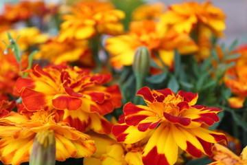 bright marigolds on a flower bed in summer close-up 