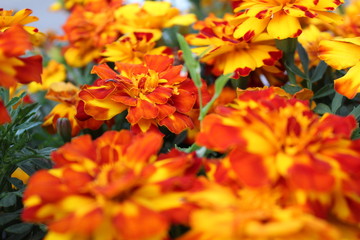 bright marigolds on a flower bed in summer close-up 