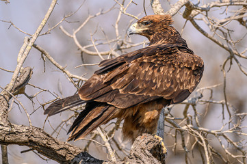 Tawny Eagle looking back while reacting to calls in the distance