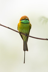 Green Bee-Eater perching on perch looking into a distance with morning mist in background