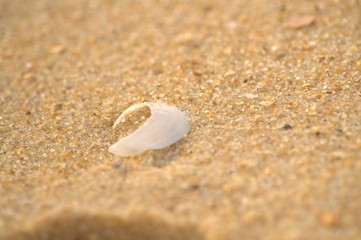 Fototapeta na wymiar Suratkal Beach India and a shell