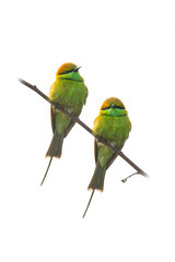 Two Green Bee-Eaters perching on perch looking into a distance isolated on white background