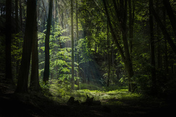 Light in the middle of deep green forest
