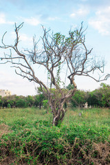 Old tree in the fields at Kalamata, Greece