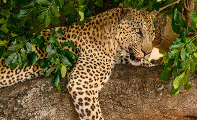 African Leopard resting in the shade of a tree to escape the midday heat