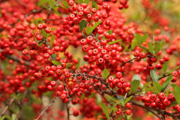 ヒマラヤトキワサンザシ　果実