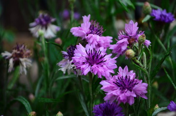 carnation flower in the garden, with bokeh for background