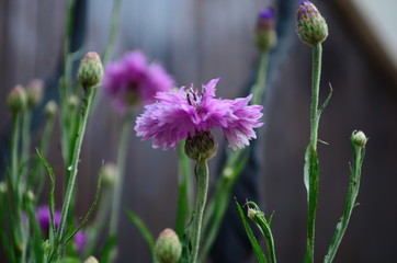 carnation flower in the garden, with bokeh for background