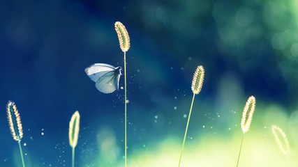 Obraz na płótnie Canvas White fragile butterfly on a grass. Summer natural image.