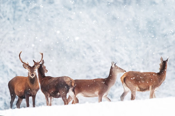 Group of beautiful male and female deer in the snowy forest. Noble deer (Cervus elaphus).  Artistic Christmas winter image. Winter wonderland.