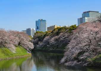 千鳥ヶ淵の春景色