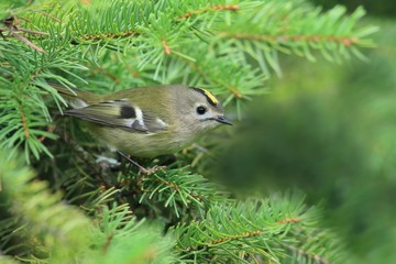 goldcrest sitting on the spruce twig (Regulus regulus) European smallest songbird in the nature habitat. The goldcrest is a very small passerine bird in the kinglet family
