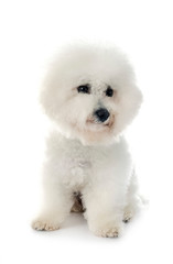 Bichon Frise in studio
