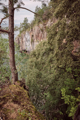 Tree in the foreground and high cliffs and the sea in the background