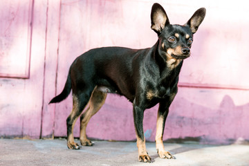 Young black toy terrier dog