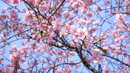Sakura flower ,beautiful cherry blossom in spring. sakura tree flower on blue sky.