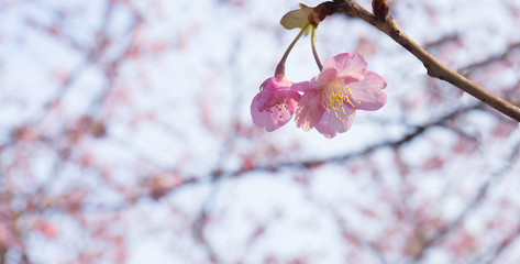 Sakura on sakura background with blue sky/selective focus