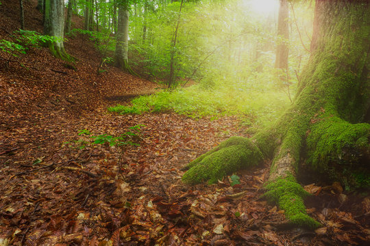Close up picture of tree roots with green moss and brown leafs on the ground sun in the background
