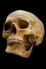 Obraz premium Skull , isolated on black background ,symbol as Halloween concept or herror story, stage show. icon of mystry believe, witch, shaman,hell and magic. Learning human body anatomy.