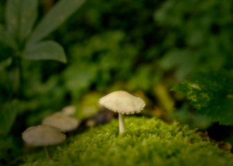 White mushroom growing out of a tree with green moss