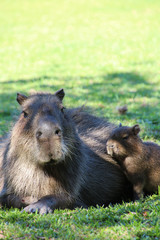 A Capybara in the Esteros de Ibera, Argentina