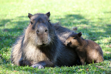 A Capybara in the Esteros de Ibera, Argentina