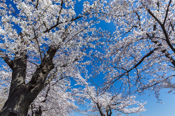 桜