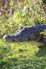 A caiman at Esteros del Ibera, Argentina