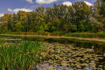 River. Coast. The reeds and leaves of water lilies. Forest.