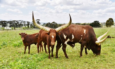 Close up of Ankole Cattle with big horns